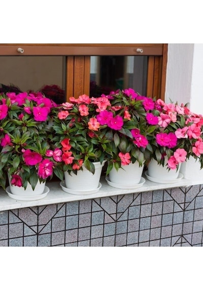 25 Adet Tohum Organik Balkon Çiçeği Cam Güzeli Çiçek Tohumu Hobi Bahçe Çiçekler Saksı Toprak