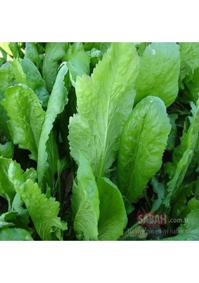 Geniş Yaprak Tere Tohumu 1000 GRam N114438