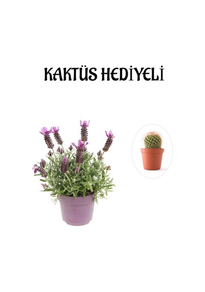 Mis Kokulu Mor Lavanta Fidanı Sevgililer Gününe Özel Kaktüs Hediyeli