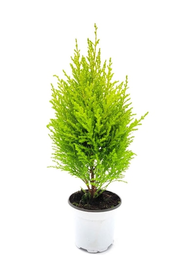 Videolu Limoni Servi Altın Gerçek Çam 1 Adet Saksılı/ Tüplü 30-50 Cm Lemon Cypress