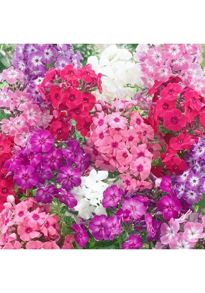 120+Kokulu Karışık Çiçekli Drummond Phlox Tohumu N114398
