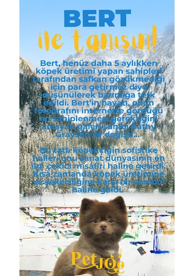 Petjoo 13.Bert Sarı-Mavi Qr'lı Köpek Künyesi