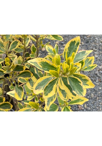 Gold Taflan Fidanı Euonymus Japonicus 'aureomarginatus' - 2 ...