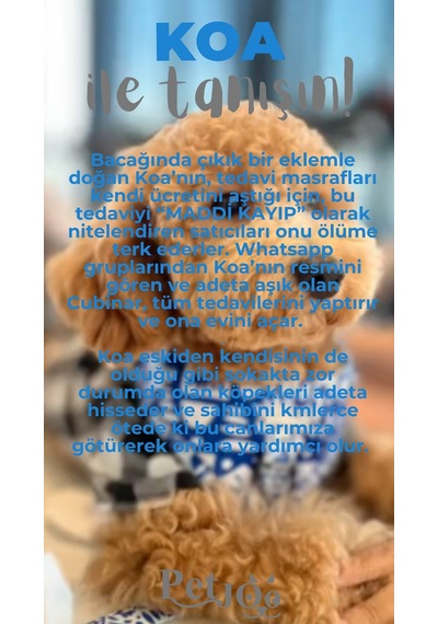 Petjoo 14.Koa Gri-Mavi Qr'lı Köpek Künyesi