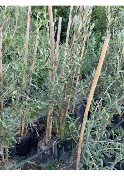 2 Yaş Çok Verimli Tüplü Koroneiki Zeytin Fidanı Meyve Verme Durumunda 100-120 Cm