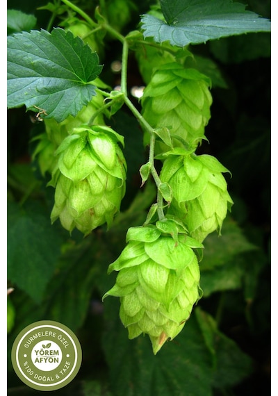 Yörem Afyon Meşhur Bilecik Pazaryeri Yerli Mahsul Şerbetçi Otu, Maya Otu Humulus Lupulus 30gr.
