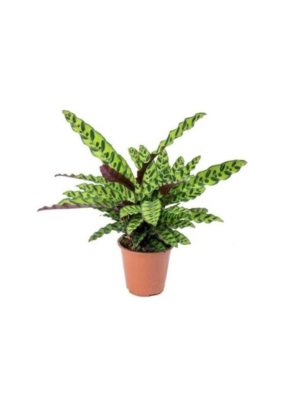 Calathea Lancifolia 'rattlesnake' Dua Çiçeği Kaladya 10-20 Cm
