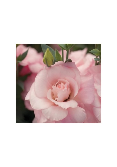 Pembe Katmerli Bodur Lisianthus Çiçeği Tohumu - 5 Adet