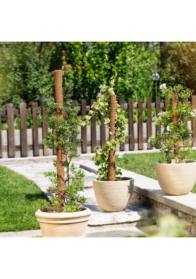COCONUT BİTKİ ÇUBUĞU- 60CM