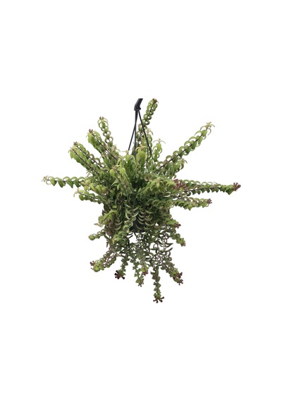 Aeschynanthus Twister Ruj Çiçeği Ø14 Cm H35-40 Cm