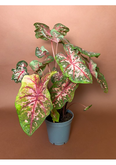 Caladium Caladium Bicolor 63 Cm Yeşil Pembe Yapraklı Form