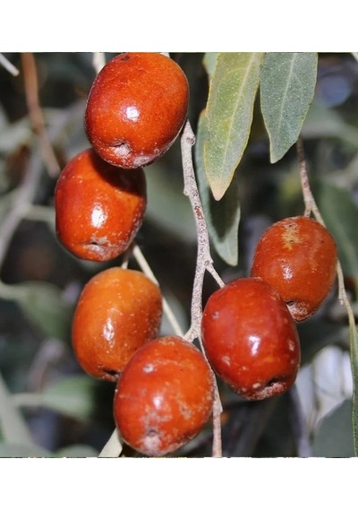 İğde Fidanı 150-200 Cm Tüplü