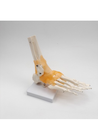 Ece-Eğitim Ayak Eklemi Modeli Ligamentli Gerçek Boyut