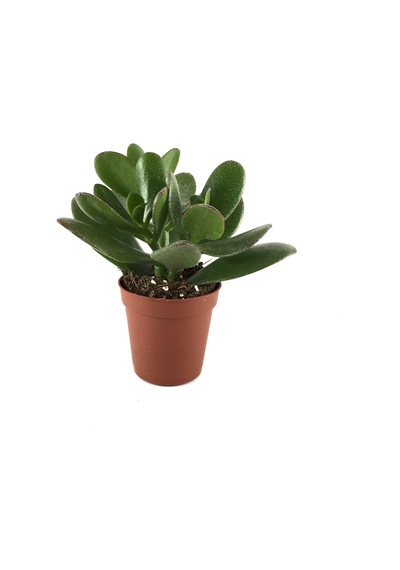 Crassula Arborescens (Sukulent) Ø5,5 CM Y0-10 CM