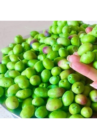 Yüksek Aromalı Susuzluğa Dayanıklı Sofralık Yağlık İri Melkabazi Zeytin Fidanı 10-20 Cm