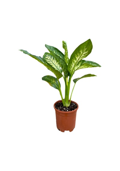 Serada Decor Plant Difenbahya Bitkisi - Dieffenbachia Tropical Snow 30 - 50 Cm