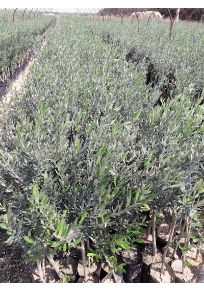 Gemlik - Trilye Zeytin Fidanı Tüplü Ve Aşılı 3 Yaş 3 Adet