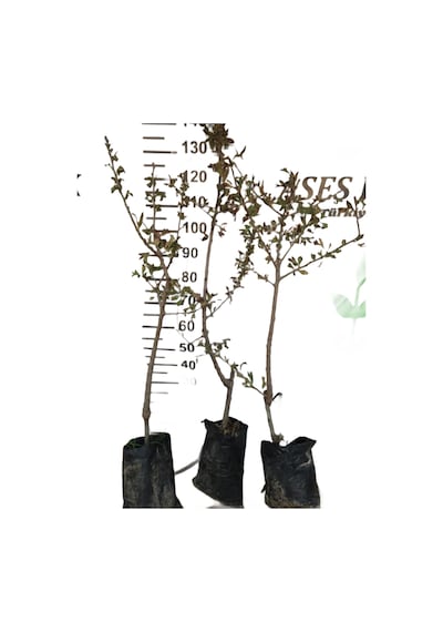 Meyve Veren Aşılı İri Meyveli Sarı Belen Alıç Fidan Yaş 3 Boy 100-130 Cm