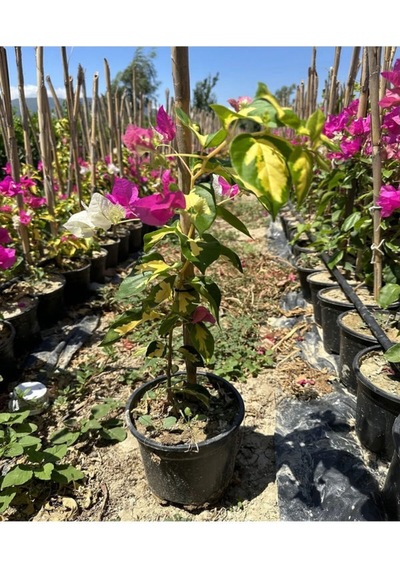 Çift Renk Pembe Beyaz Begonvil Çiçeği 1 Adet 45-65 Cm Saksılı/ Tüplü Bougainvillea