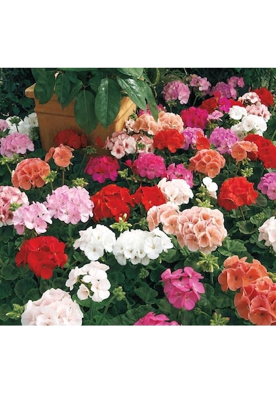 Bordo Sakız Sardunya Çiçeği Fidanı 10-20 Cm