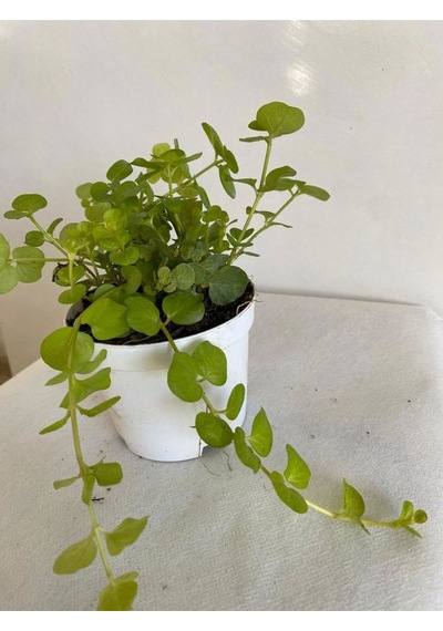 Sarı Kız Altın Kolye Çiçeği 1 Adet 8,5 Saksıda 10-15cm