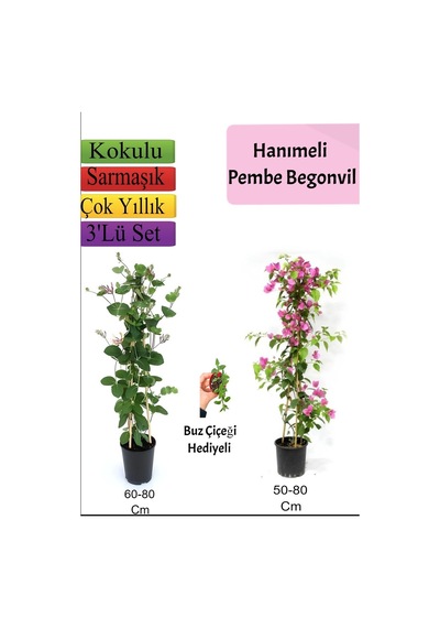 Hanıme+ Pembe Begonvil+ Buz Çiçeği