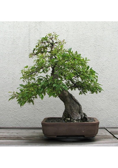 Bodur Cennet Bonzai Ağacı Tohumu 5 Adet Bonsai Ağacı Tohumu