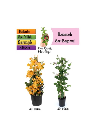 Sarı Begonvil+kokulu Hanıme Çiçeği+buz Çiçeği 3'lü Peyzaj Seti