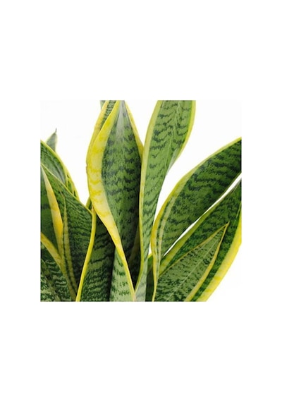 Sansevieria Laurentii Superba Bodur Paşa Kılıcı Kılıç Çiçeği