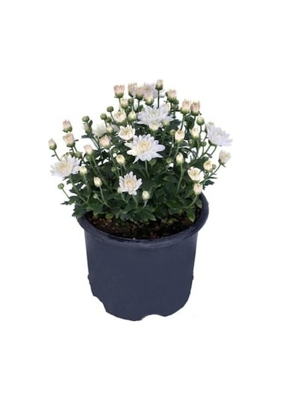 Saksıda Kasımpatı Çiçeği Chrysanthemum Beyaz 10-20 Cm