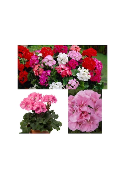 Serada Decor Plant Açık Pembe Sardunya Çiçeği Saksılı