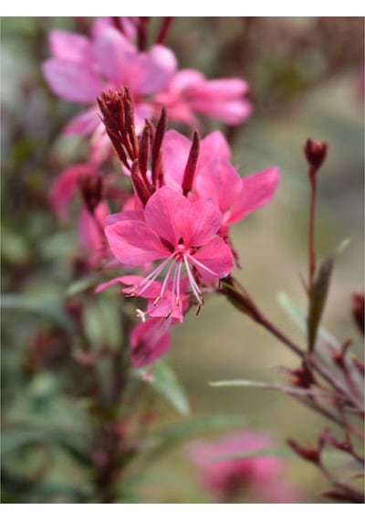 Gaura Çalı Bitkisi