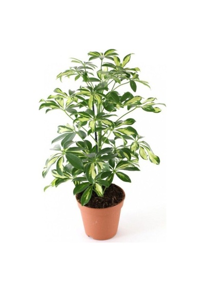 Videolu Alacalı Şeflera Çiçeği Fidanı 1 Adet Saksılı/tüplü 40-60cm Iç Mekan Bitkisi Schefflera
