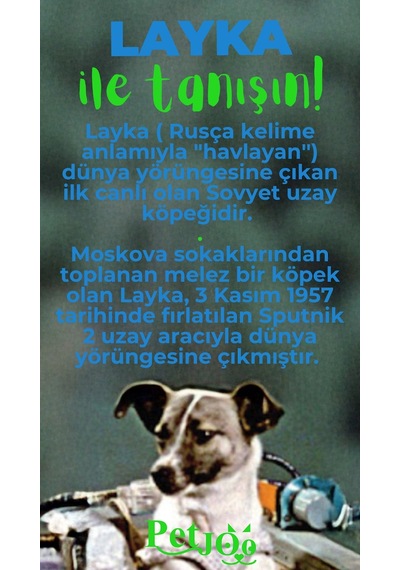 Petjoo 22.Layka Yeşil-Mavi Qr'lı Köpek Künyesi