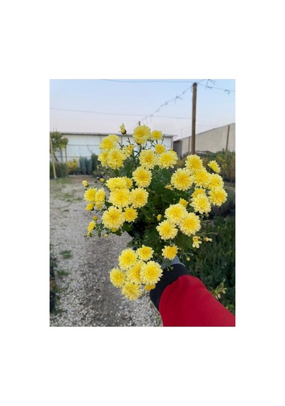 Buğday Sarısı Kasımpatı Krizantem Chrysanthemum Çiçeği 10-20 Cm