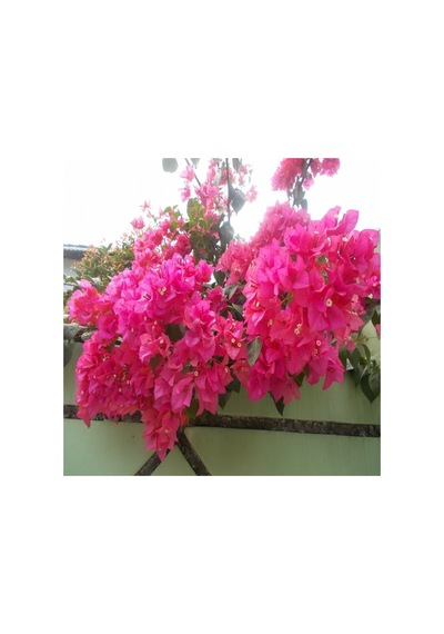 Tüplü Pembe Renginde Begonvil Fidanı