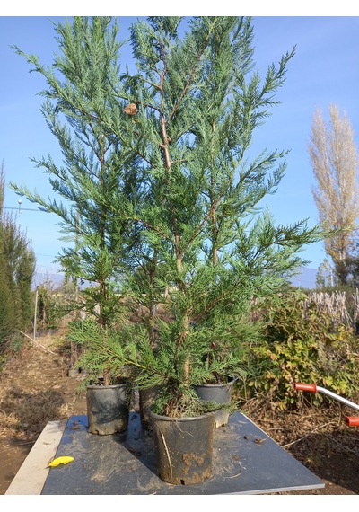 Leylandi, Çit Çamı 100-130 Cm. Boyunda, 2 Litre Saksıda