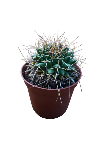 Mammillaria Magnimamma Kaktüs 8,5 Cm Lik Saksıda