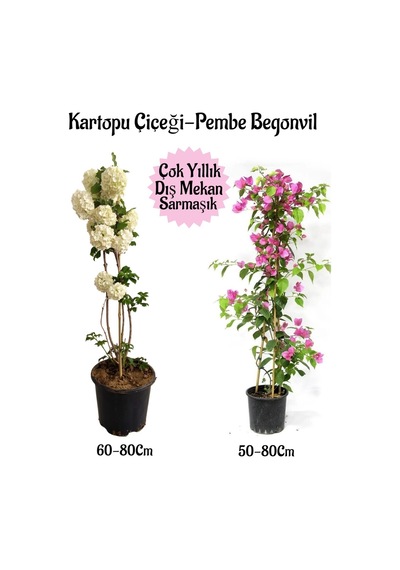 Çok Avantajlı Kartopu Çiçeği 1 Adet Pembe Begonvil 1 Adet Hediyeli Saksılı Bahçe Seti
