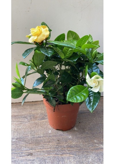 Videolu 1 Adet Salon Hediyesi Mis Kokulu Gardenya Çiçeği 20-40 Cm Saksılı Iç Mekan Gardenia