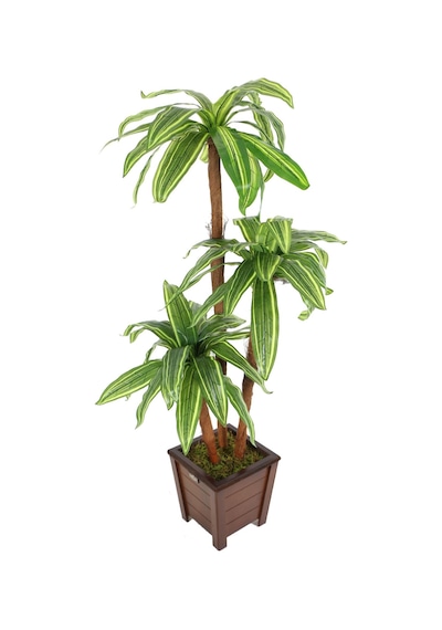 Yapay Çiçek Deposu Yapay Ağaç 3 Gövdeli Cordyline 140 Cm Yeşil-sarı Çizgili