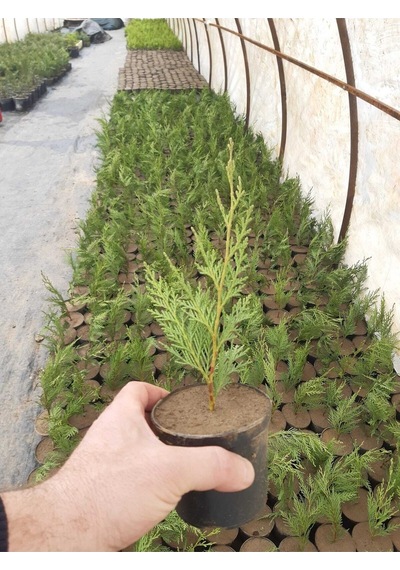 Videolu Bahçelerin Vazgeçilmezi Leylandi Fidanı 20 40 Cm 40 Adet Dış Mekan Bitkisi Cupressus
