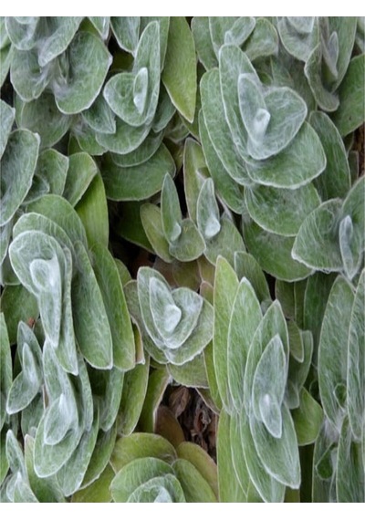 4 Çeşit Telgraf Çiçeği 5-15 Cm Tüplü Çiçekli Bodur Bitkiler Tradescantia