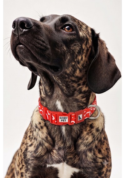 Köpekler İçin Dayanıklı Ve Güvenli, Desenli Boyun Tasması 25mm Kırmızı