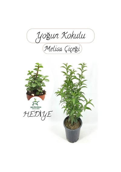 Kokulu Melisa Çiçeği Saksılı 30-50cm +yeşim Para Çiçeği Hediye