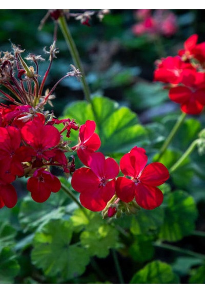 Videolu Canlı Kırmızı Premium 1 Adet Sardunya Çiçeği 15-40cm Saksılı Geranium