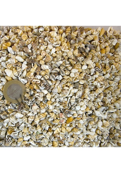 Tahtakaletoptanci Nassa Shell Kiloluk Deniz Kabuğu 500 Gr