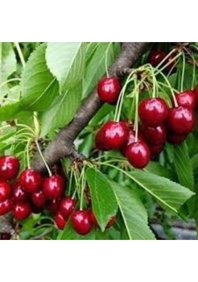 5 Adet Tohum Nadir Vişne Ağaç Tohumu Vişne Ağacı Tohumu Reçellik