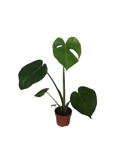 Monstera Deliciosa Deve Tabanı 60-70 Cm Tek Köklü