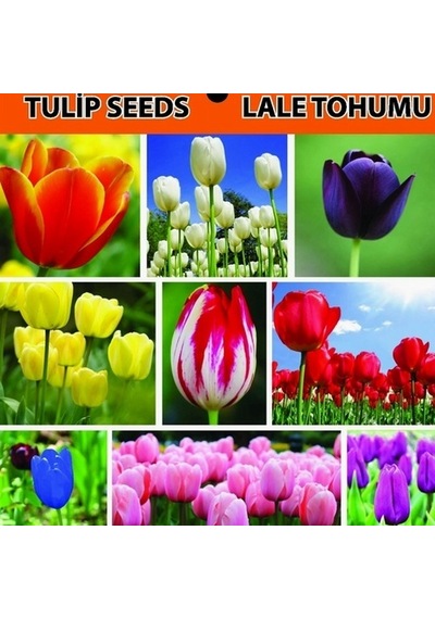 10 Adet Yeşil Gül Tohumu + 10 Adet KLale Tohumu N116053